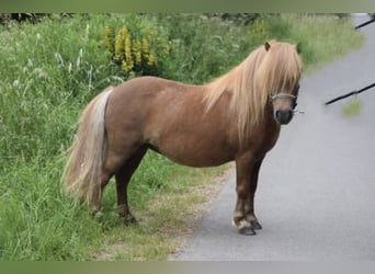 Shetland Ponys, Stute, 8 Jahre, 93 cm, Dunkelfuchs