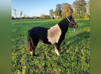 Shetland Ponys, Stute, 8 Jahre, 97 cm, Schecke