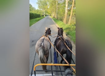 Shetland Ponys, Stute, 9 Jahre, 100 cm