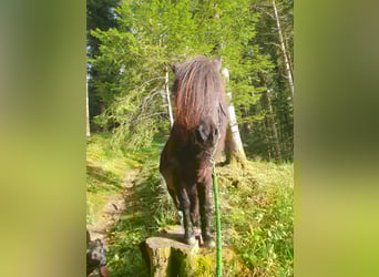Shetland Ponys, Stute, 9 Jahre, 105 cm, Dunkelbrauner