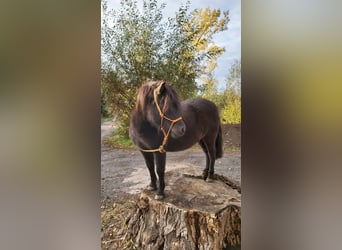 Shetland Ponys, Stute, 9 Jahre, 110 cm, Rappe