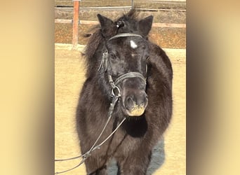 Shetland Ponys, Stute, 9 Jahre, 110 cm, Rappe