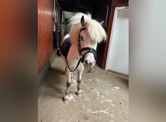 Shetland Ponys, Stute, 9 Jahre, 112 cm, Schimmel