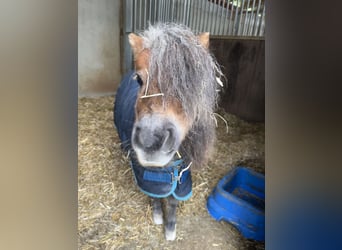 Shetland Ponys, Stute, 9 Jahre, 82 cm, Dunkelfuchs