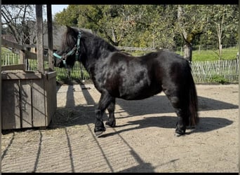 Shetland Ponys, Stute, 9 Jahre, 83 cm, Rappe