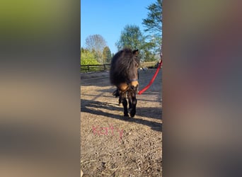 Shetland Ponys, Stute, 9 Jahre, 85 cm