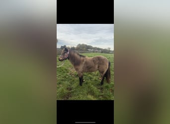 Shetland Ponys, Stute, 9 Jahre, 90 cm, Buckskin