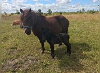 Shetland Ponys, Stute, 9 Jahre, Dunkelbrauner