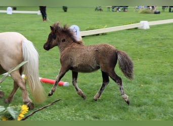 Shetland Ponys, Stute, Fohlen (04/2026), 100 cm