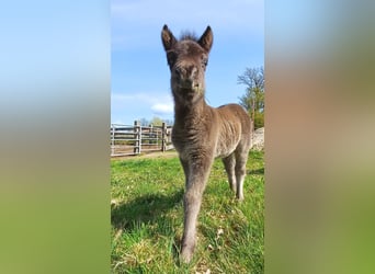 Shetland Ponys, Stute, Fohlen (04/2026), 100 cm