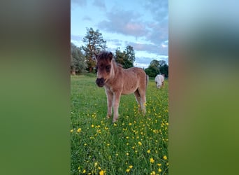 Shetland Ponys, Stute, Fohlen (04/2026), 100 cm