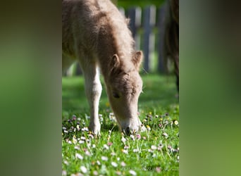 Shetland Ponys, Stute, Fohlen (04/2024), 100 cm, Fuchs