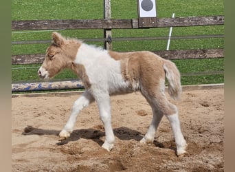 Shetland Ponys, Stute, Fohlen (04/2026), 100 cm, Palomino