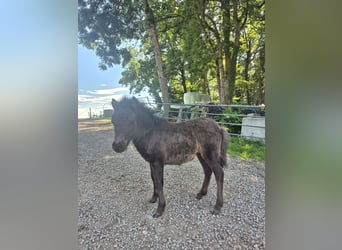 Shetland Ponys, Stute, Fohlen (04/2026), 100 cm, Rappe