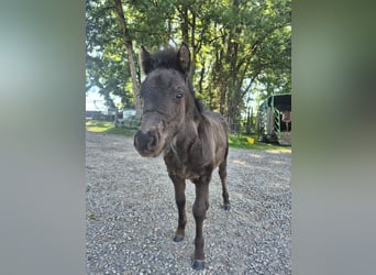 Shetland Ponys, Stute, Fohlen (04/2026), 100 cm, Rappe