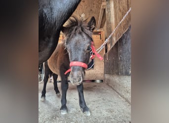 Shetland Ponys, Stute, Fohlen (04/2026), 100 cm, Rappe