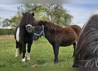 Shetland Ponys, Stute, Fohlen (03/2025), 100 cm, Rappe