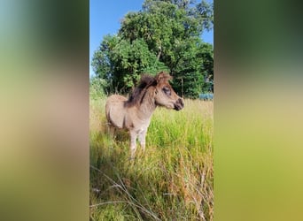 Shetland Ponys, Stute, Fohlen (04/2026), 101 cm, Rappe