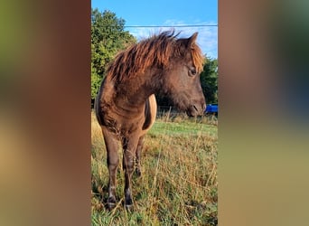 Shetland Ponys, Stute, Fohlen (04/2026), 101 cm, Rappe
