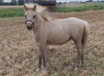 Shetland Ponys, Stute, Fohlen (05/2025), 105 cm, Palomino