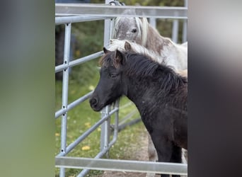 Shetland Ponys, Stute, Fohlen (05/2025), 105 cm, Rappe Shetland Ponys, Stute, Fohlen (05/2025), 105 cm, Rappe