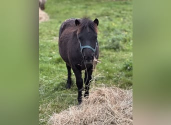 Shetland Ponys, Stute, Fohlen (05/2025), 105 cm, Rappe Shetland Ponys, Stute, Fohlen (05/2025), 105 cm, Rappe