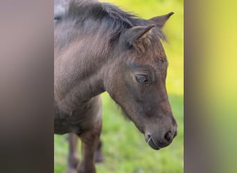 Shetland Ponys, Stute, Fohlen (05/2025), 105 cm, Rappe Shetland Ponys, Stute, Fohlen (05/2025), 105 cm, Rappe
