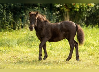 Shetland Ponys, Stute, Fohlen (05/2025), 106 cm, Rappe