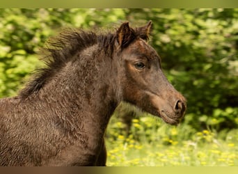 Shetland Ponys, Stute, Fohlen (05/2025), 106 cm, Rappe