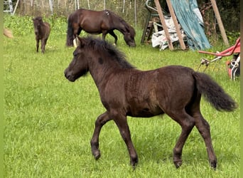 Shetland Ponys, Stute, Fohlen (05/2025), 106 cm, Rappe