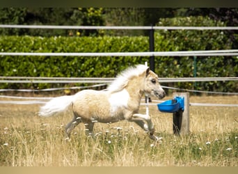 Shetland Ponys, Stute, Fohlen (04/2026), 83 cm, Schecke