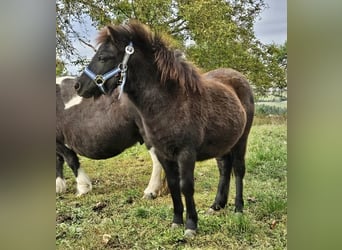 Shetland Ponys, Stute, Fohlen (04/2024), 85 cm, Rappe