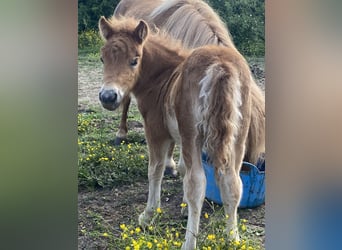 Shetland Ponys, Stute, , 95 cm, Fuchs