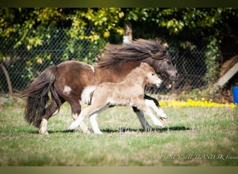 Shetland Ponys, Stute, Fohlen (03/2026), 95 cm, Palomino