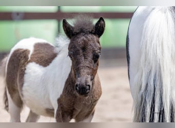 Shetland Ponys, Stute, Fohlen (05/2026), Schecke
