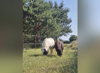 Shetland Ponys, Wallach, 10 Jahre, 100 cm, Schimmel
