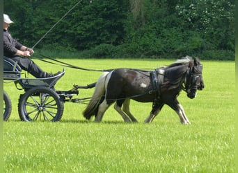 Shetland Ponys, Wallach, 10 Jahre, 109 cm, Schecke