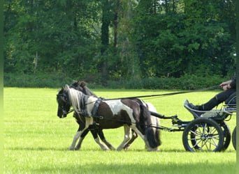 Shetland Ponys, Wallach, 10 Jahre, 109 cm, Schecke