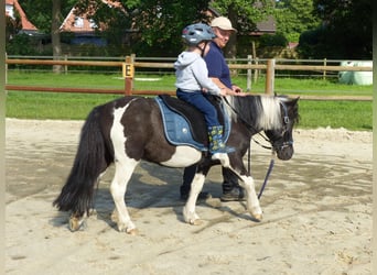 Shetland Ponys, Wallach, 10 Jahre, 109 cm, Schecke