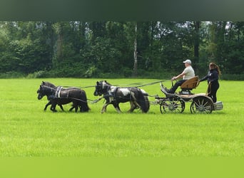 Shetland Ponys, Wallach, 10 Jahre, 109 cm, Schecke