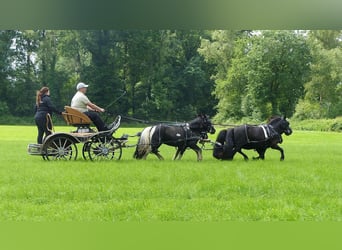 Shetland Ponys, Wallach, 10 Jahre, 109 cm, Schecke