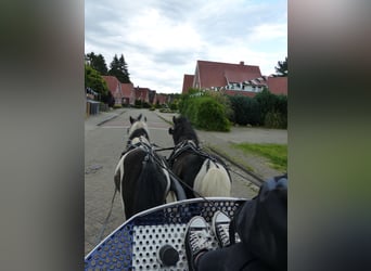 Shetland Ponys, Wallach, 10 Jahre, 109 cm, Schecke