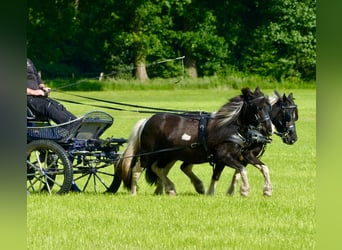 Shetland Ponys, Wallach, 10 Jahre, 109 cm, Schecke