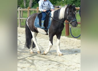 Shetland Ponys, Wallach, 10 Jahre, 109 cm, Schecke