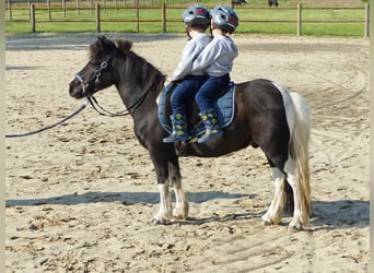 Shetland Ponys, Wallach, 10 Jahre, 109 cm, Schecke