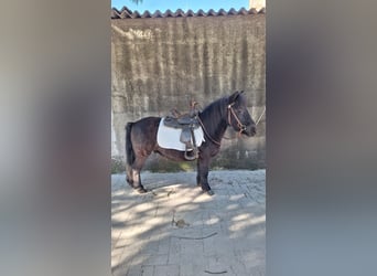 Shetland Ponys, Wallach, 10 Jahre, 110 cm, Rappe