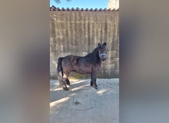 Shetland Ponys, Wallach, 10 Jahre, 110 cm, Rappe