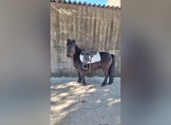 Shetland Ponys, Wallach, 10 Jahre, 110 cm, Rappe