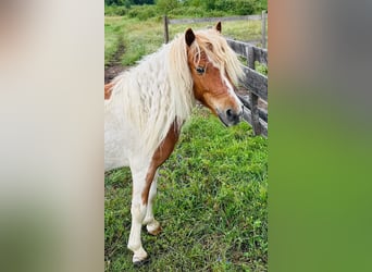 Shetland Ponys, Wallach, 10 Jahre, 110 cm, Schecke