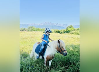 Shetland Ponys, Wallach, 10 Jahre, 110 cm, Schecke